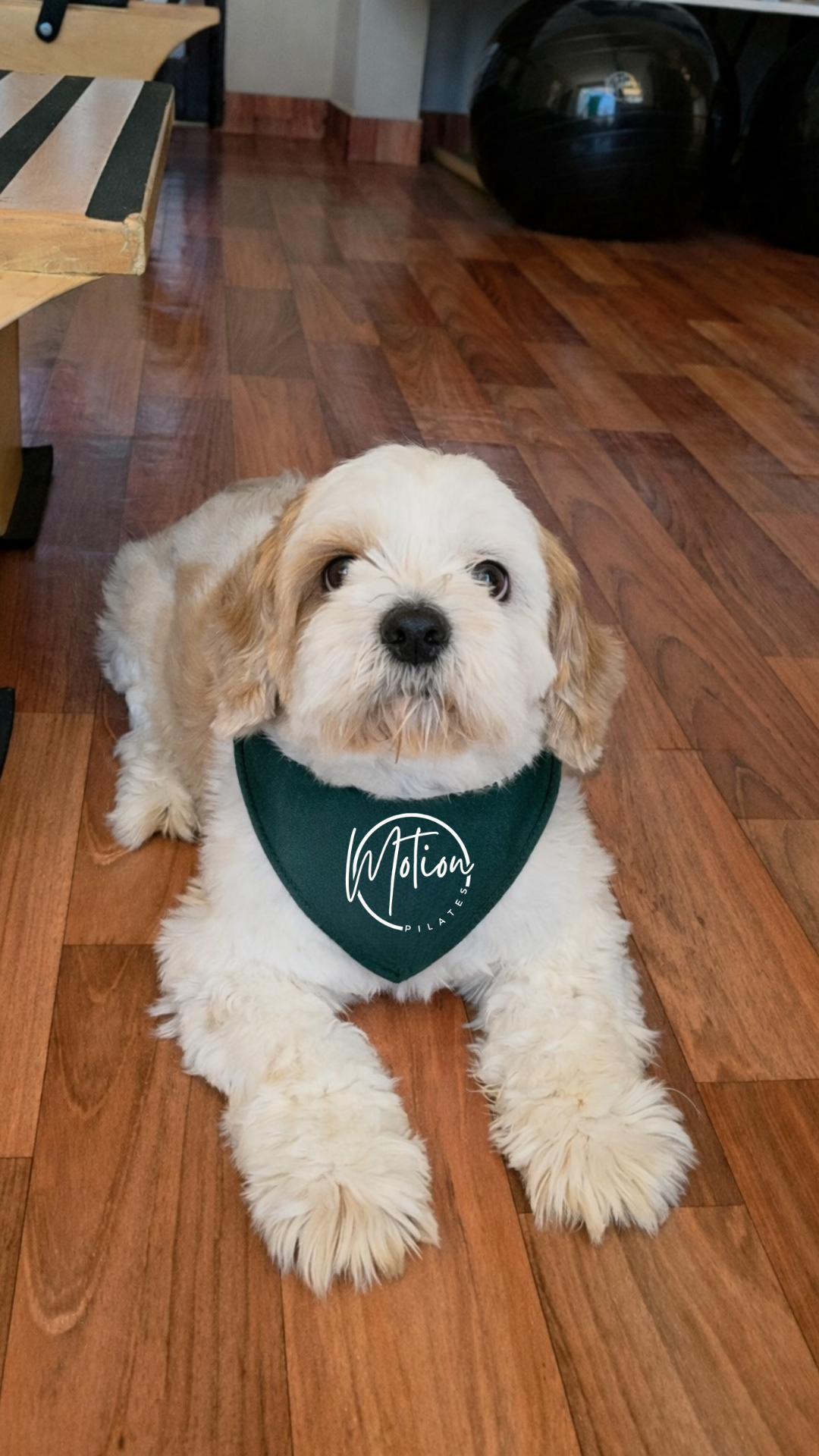 Harvey, el perro del studio, con su bandana verde de Motion